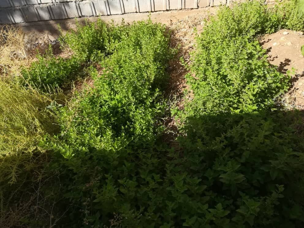 تصویر 2 از قیمت فروش بادرنجبویه + فروش عمده